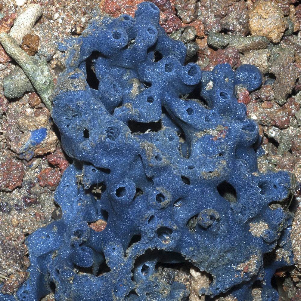 Спасительные губки: морские животные защитят сердца при химиотерапии