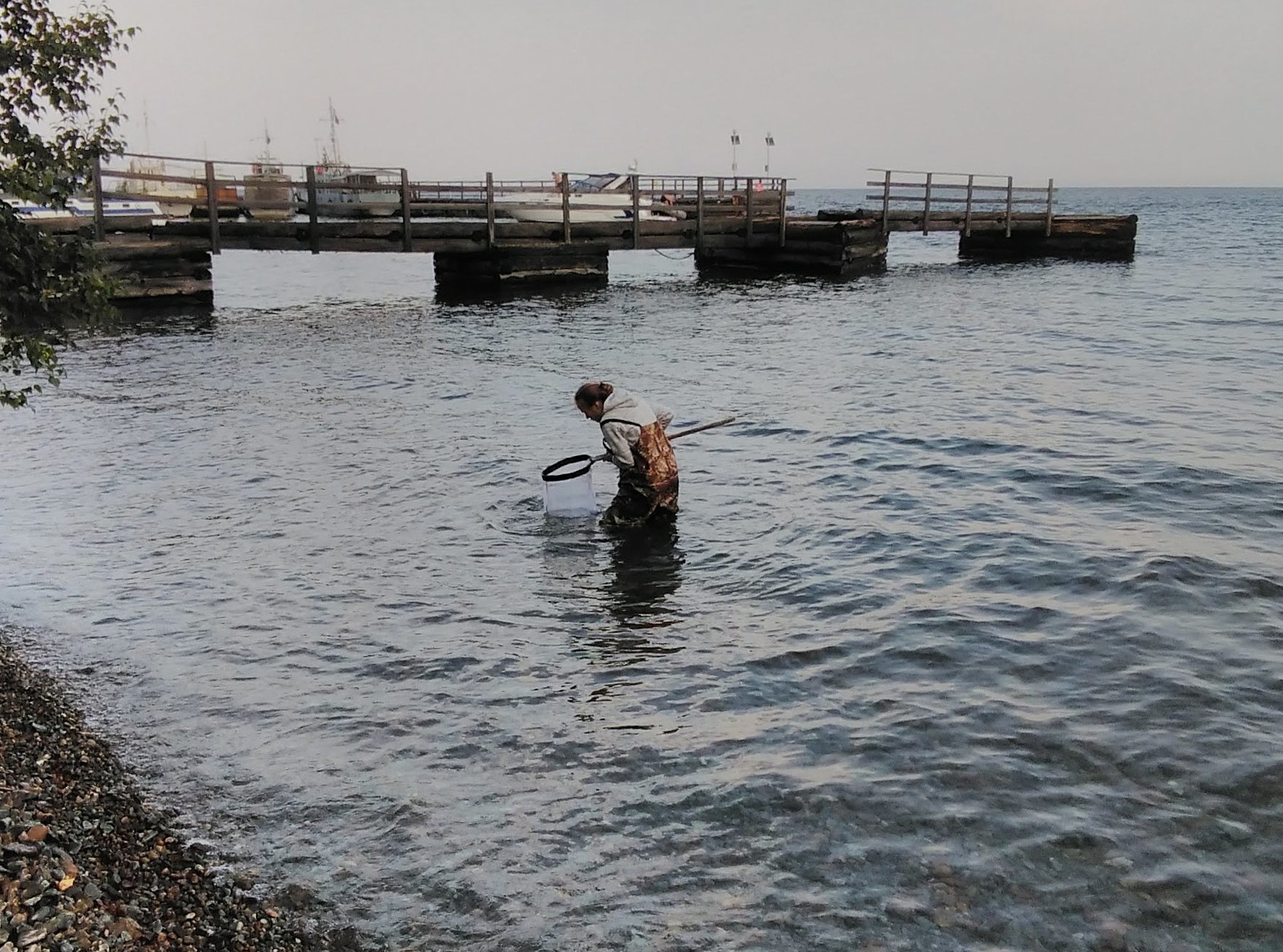 Вылов эулимногаммарусов из прибрежных вод Байкала. Источник: Полина Дроздова