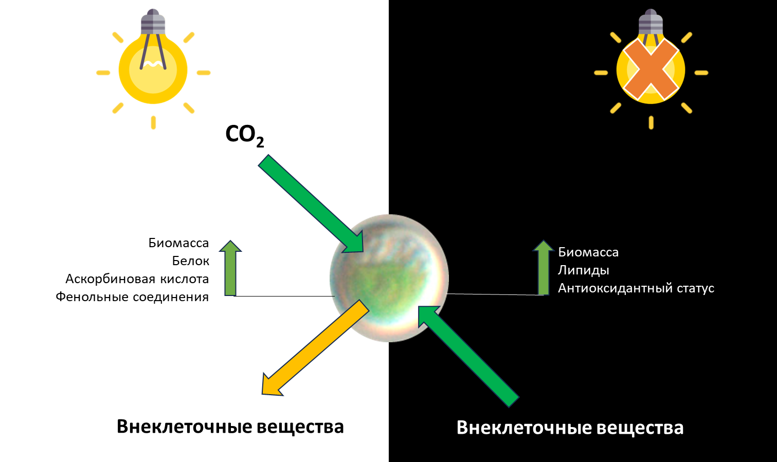 Схема отображающая направление изменений биохимических параметров и поглощения питательных компонентов клеткой Chlorella при последовательном переходе от культивирования на свету к темноте. Источник: Александр Яковийчук
