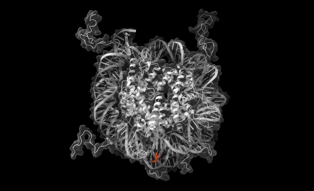 Кристаллическая структура нуклеосомы. Источник: Davey, C.A. et al. / J. Mol. Biology, 2002