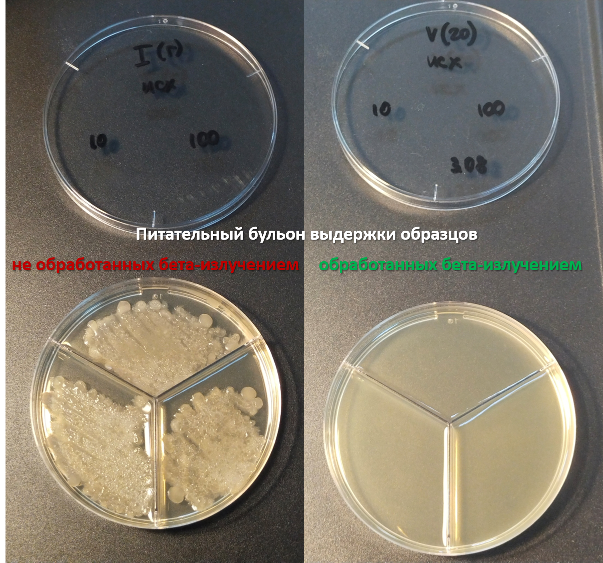Результаты антибактериального теста. Источник: Екатерина Комарова