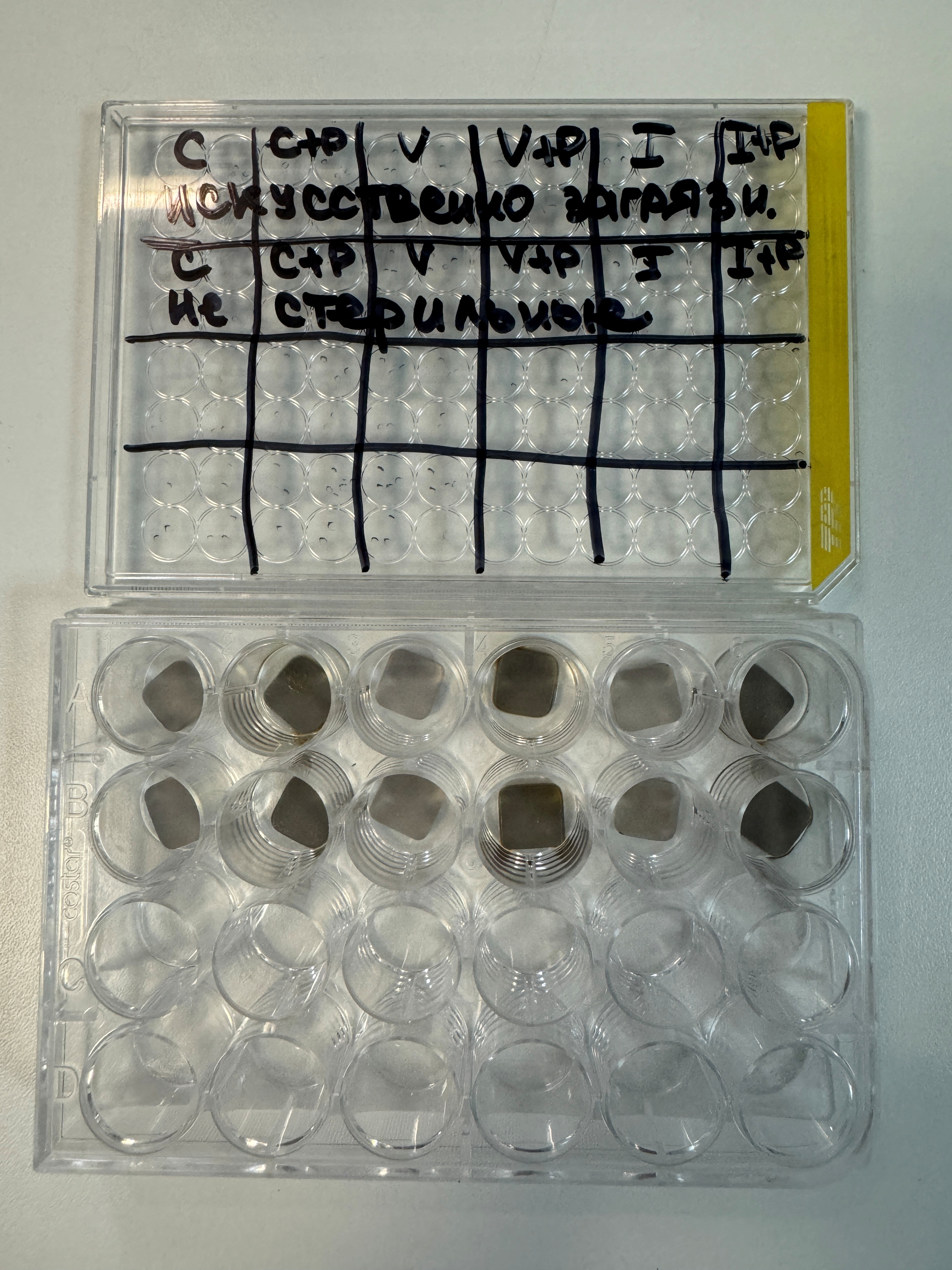 Прототипы умных имплантатов после теста на стерильность Источник: Екатерина Комарова