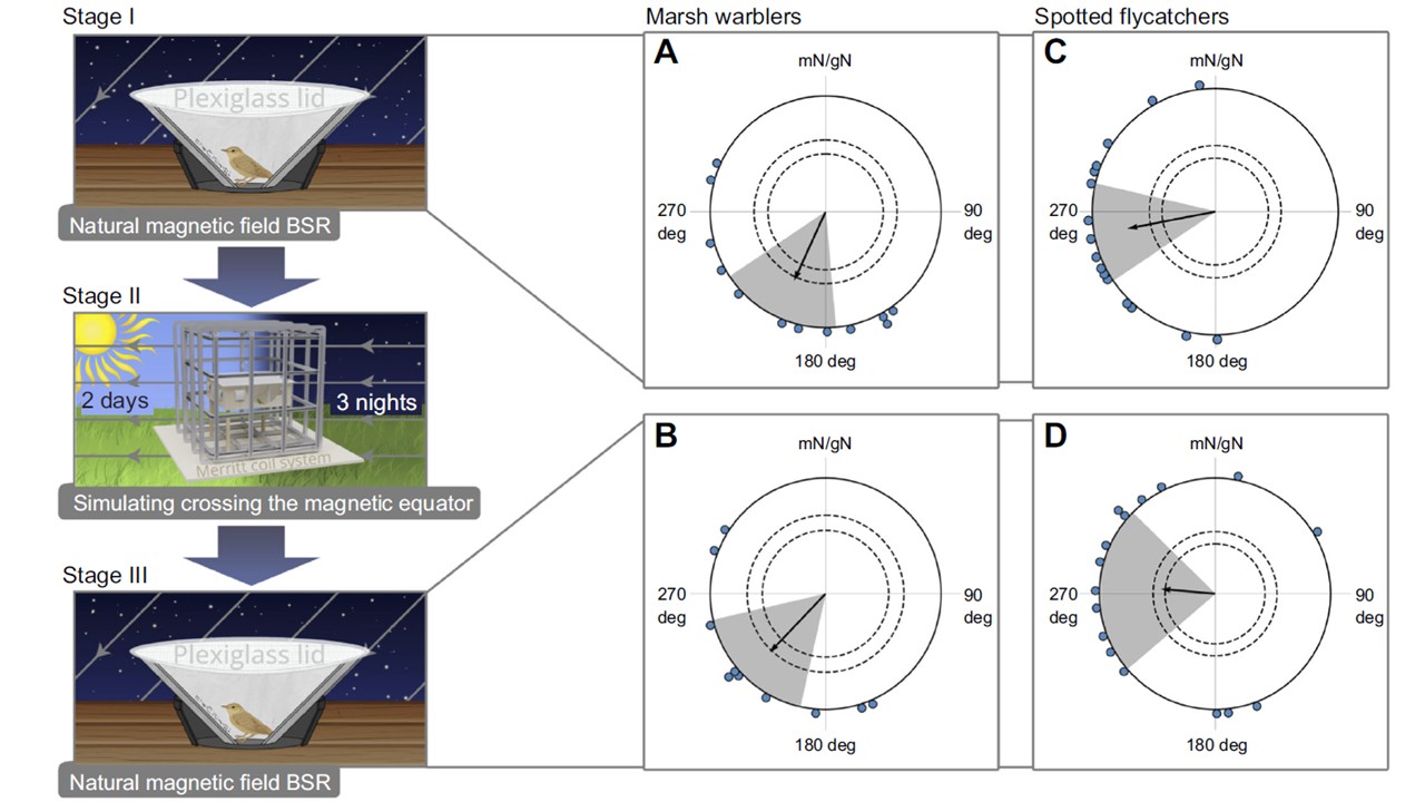 Схема эксперимента. Источник: Utvenko et al. / Journal of Experimental Biology, 2025